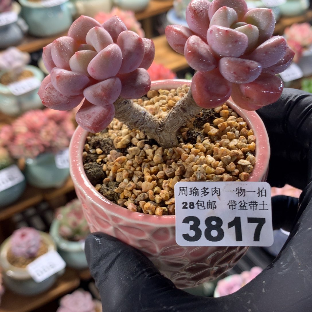 精控多肉植物3817