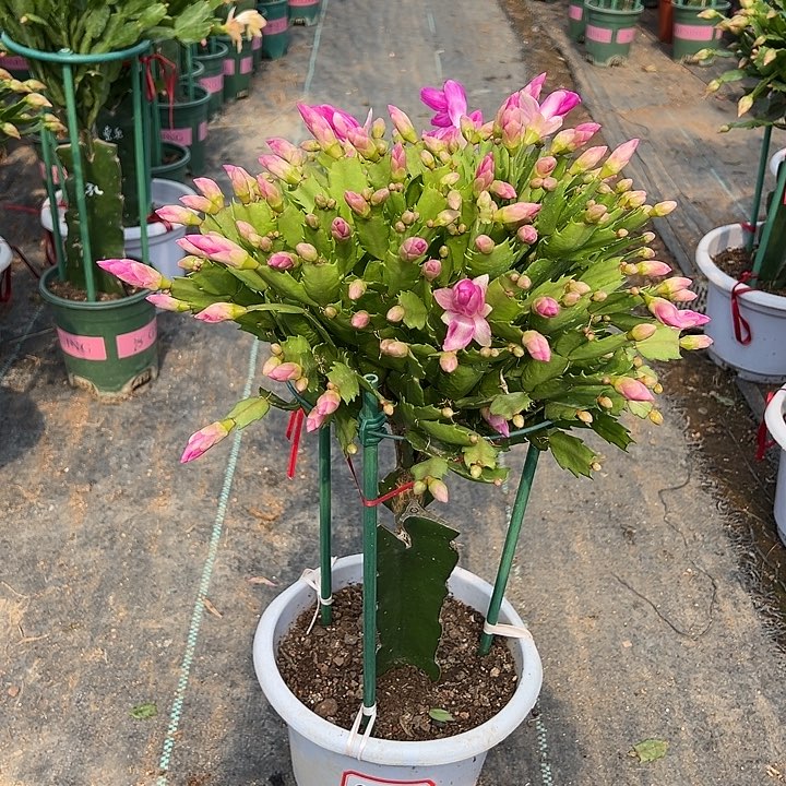 白盆蟹爪兰福利苗9651