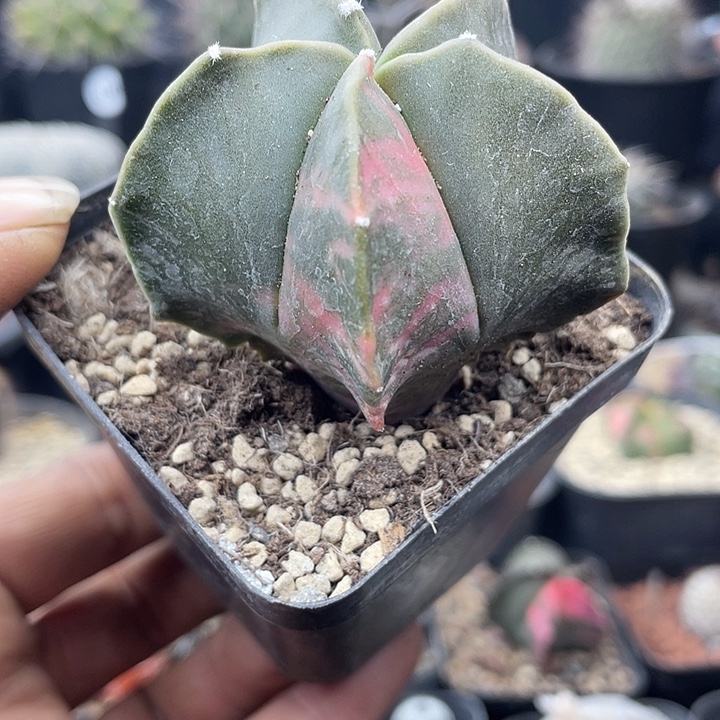 实生鸾凤玉锦一颗包邮