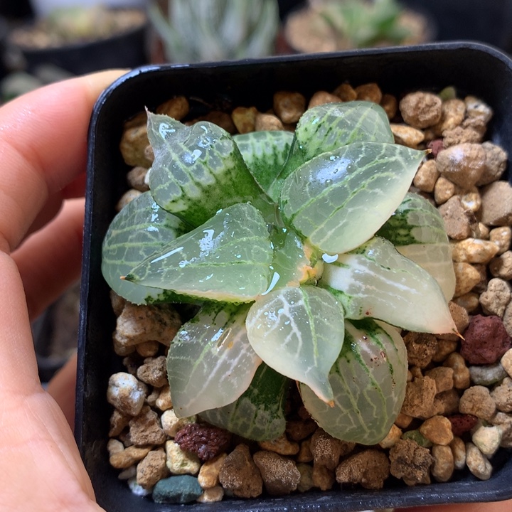 水晶康平101锦带盆土发货