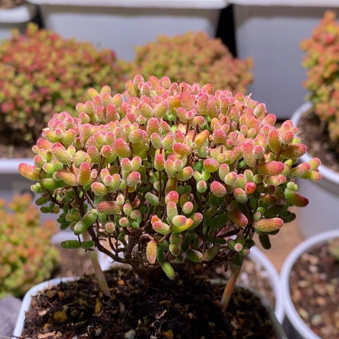 蜜桔糖球枝干番杏407