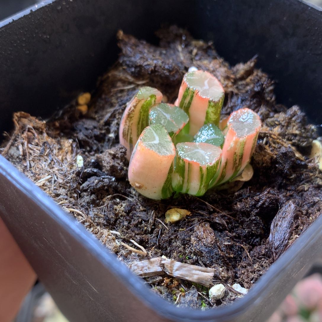 蜘蛛巢万象锦带盆土发货