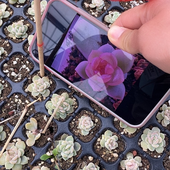 明眸穴盘2颗多肉量拍