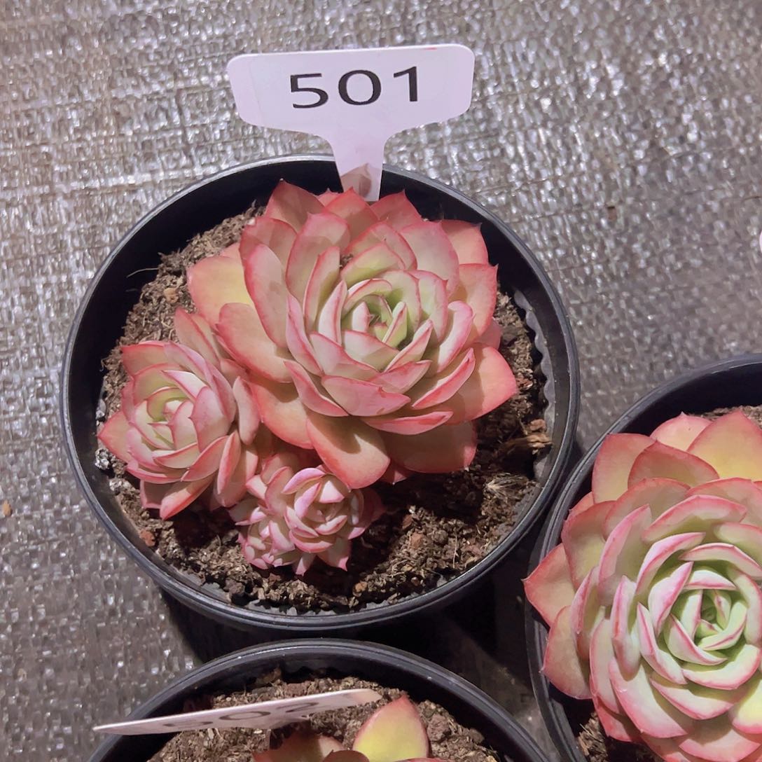 桃*501牡丹亭12.8元元元