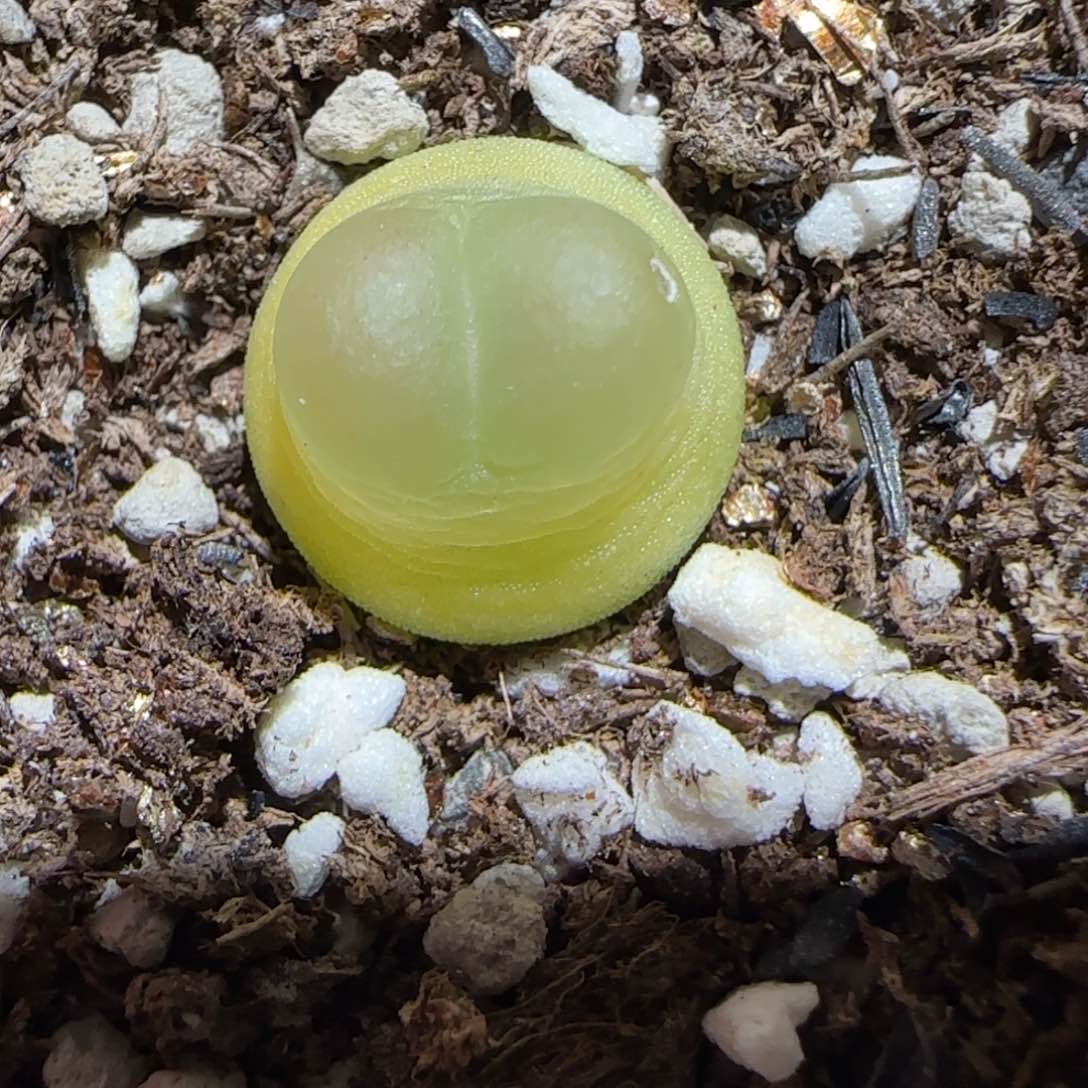 肉锥多肉植物百科-sh1200拉登有疤484