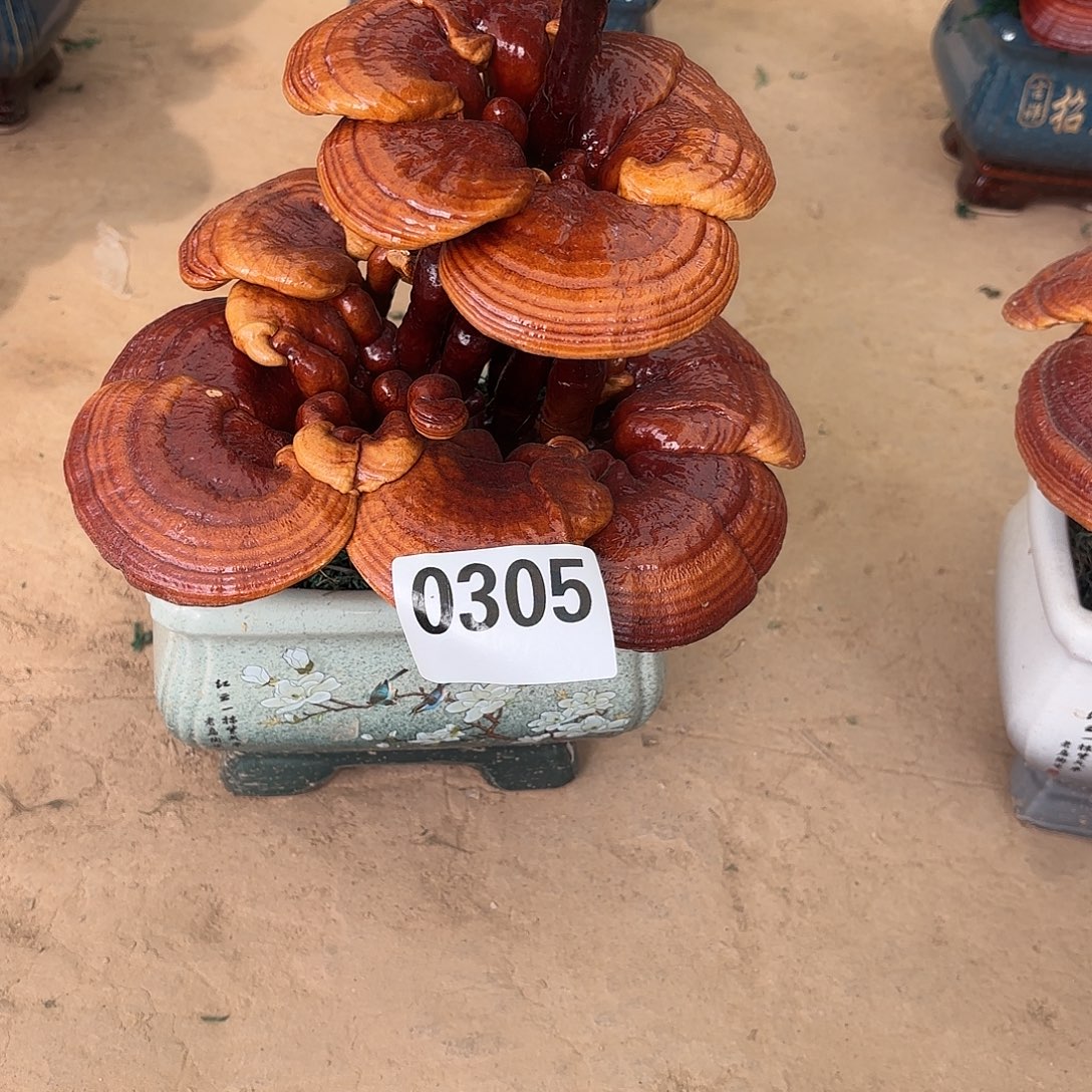 无花朵灵芝是我国著名植物