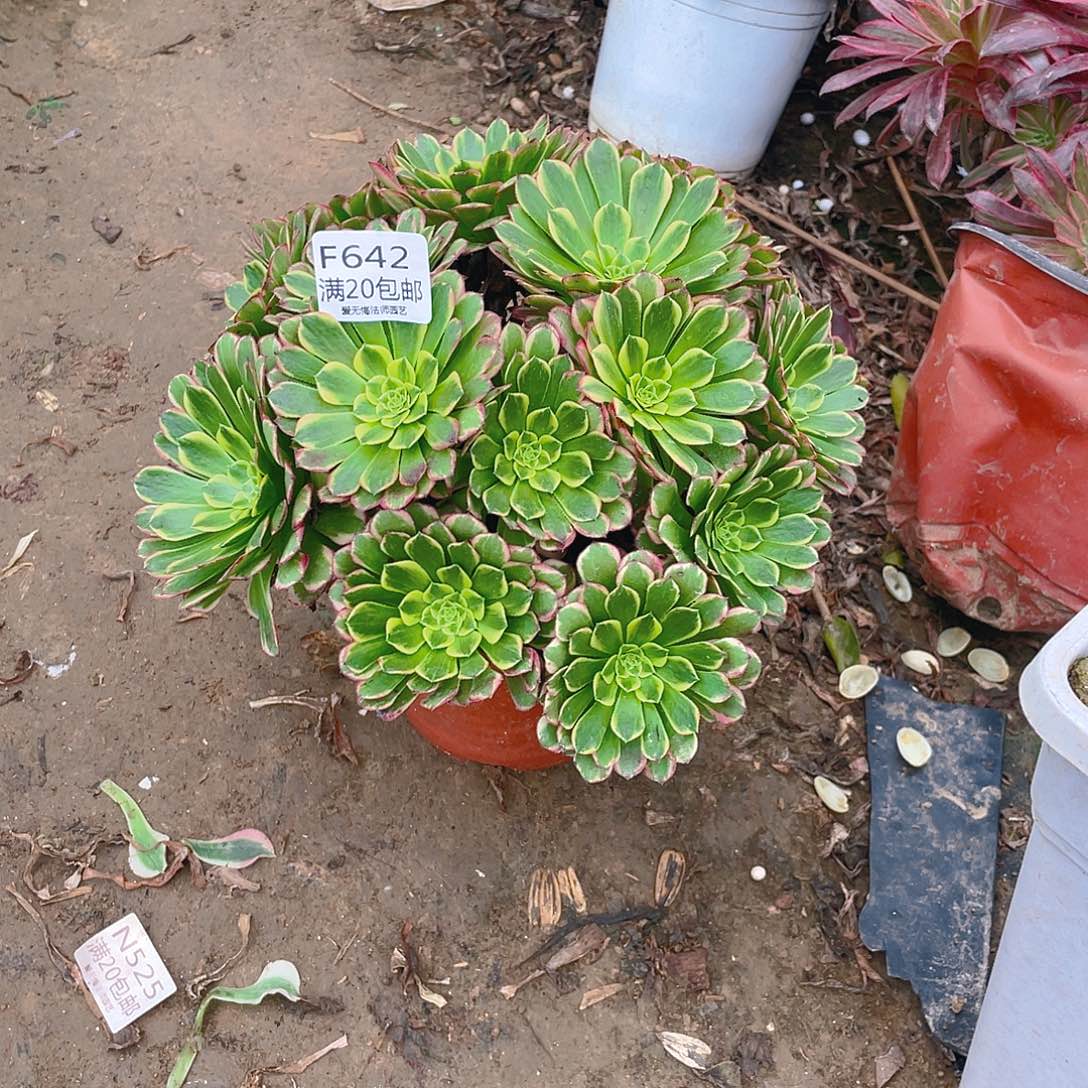 642朝霞多肉小损不包