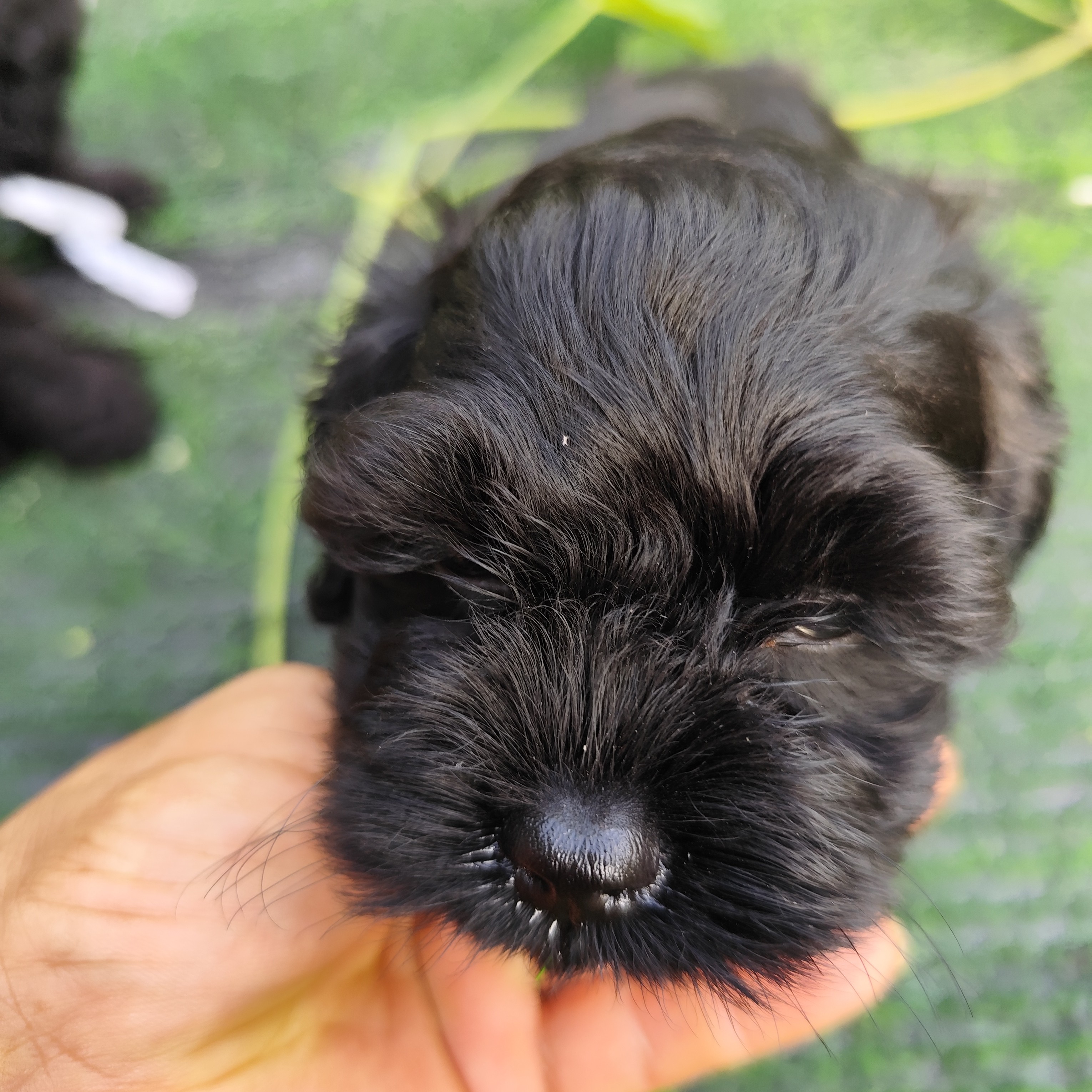 小体可卡布妹妹幼犬太萌了