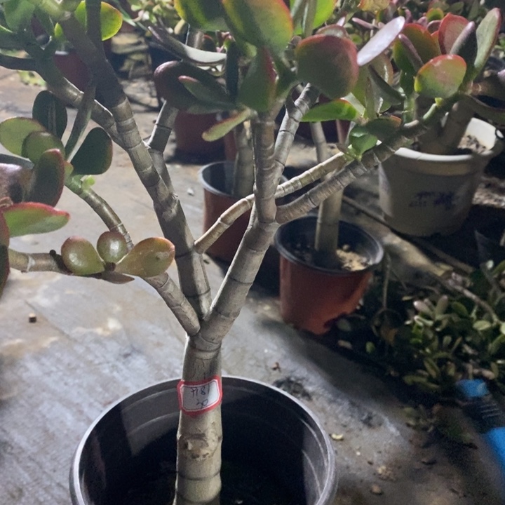 灿***生黄金花月一物一拍