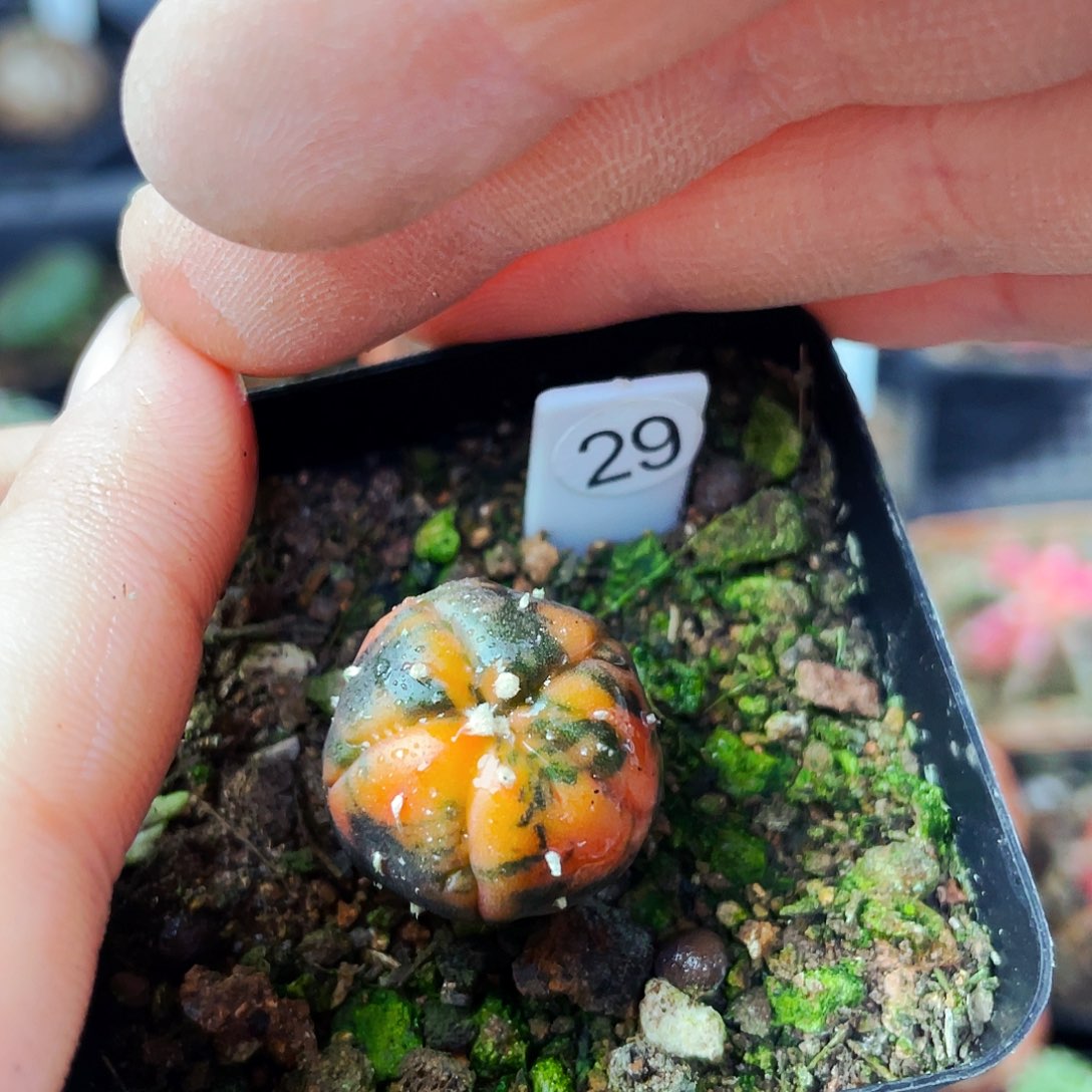 非偏远地区满25包邮仙人球