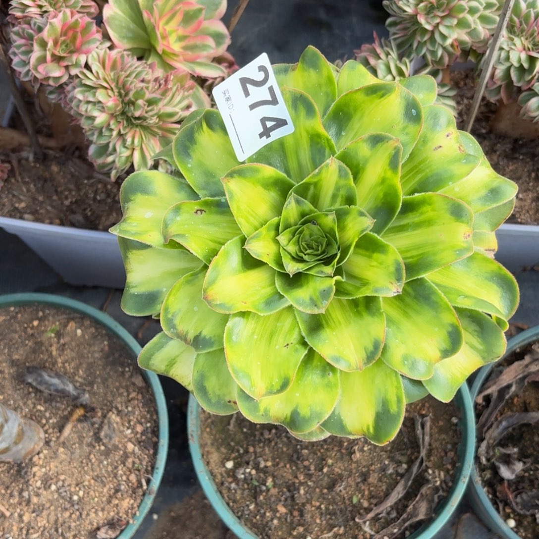 274暴君多肉植物福利