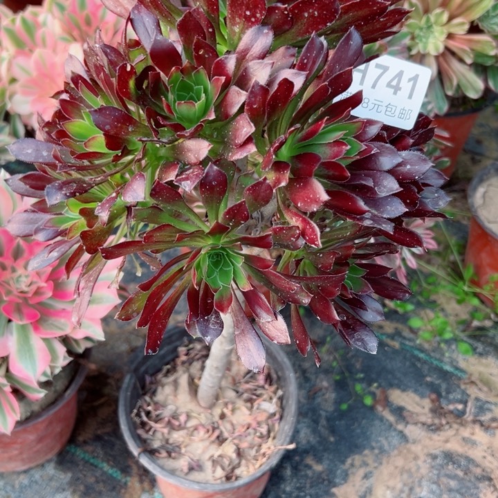 741黑法师多肉植物