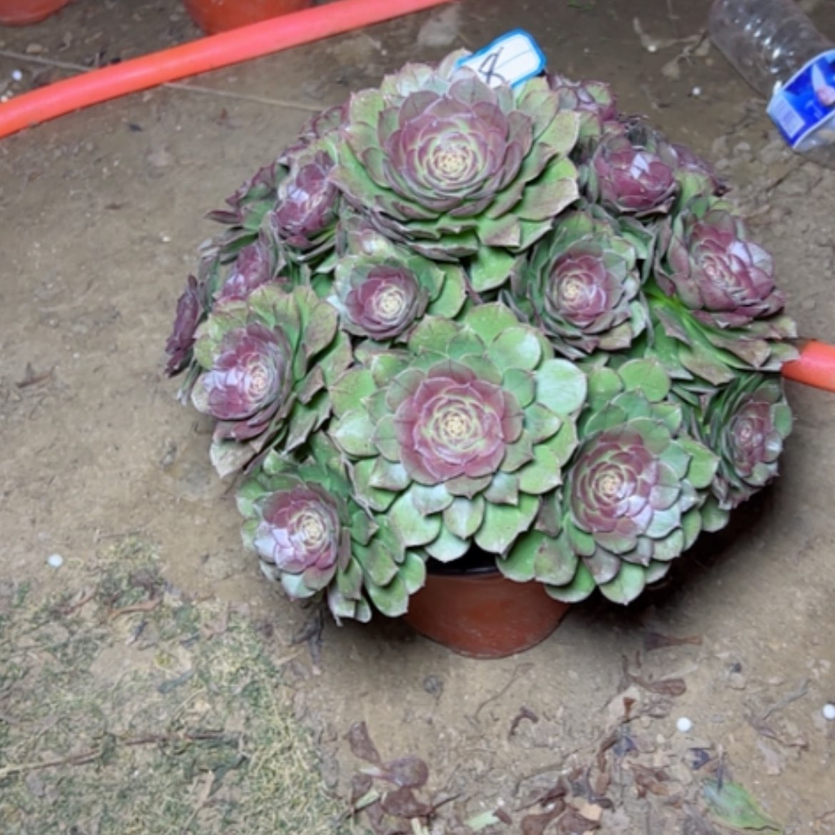 【闪购商品】多肉植物万圣节8