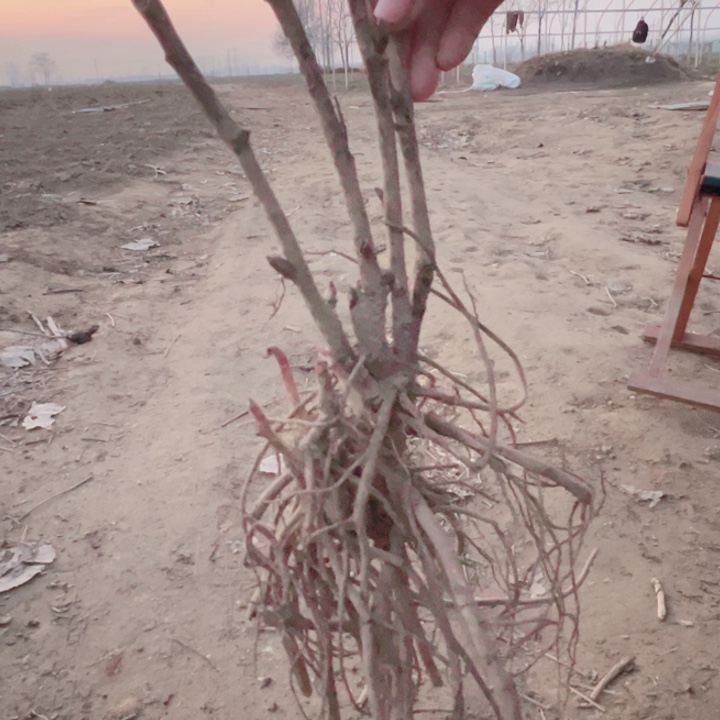 当前无花栽培后可以开花黑豹