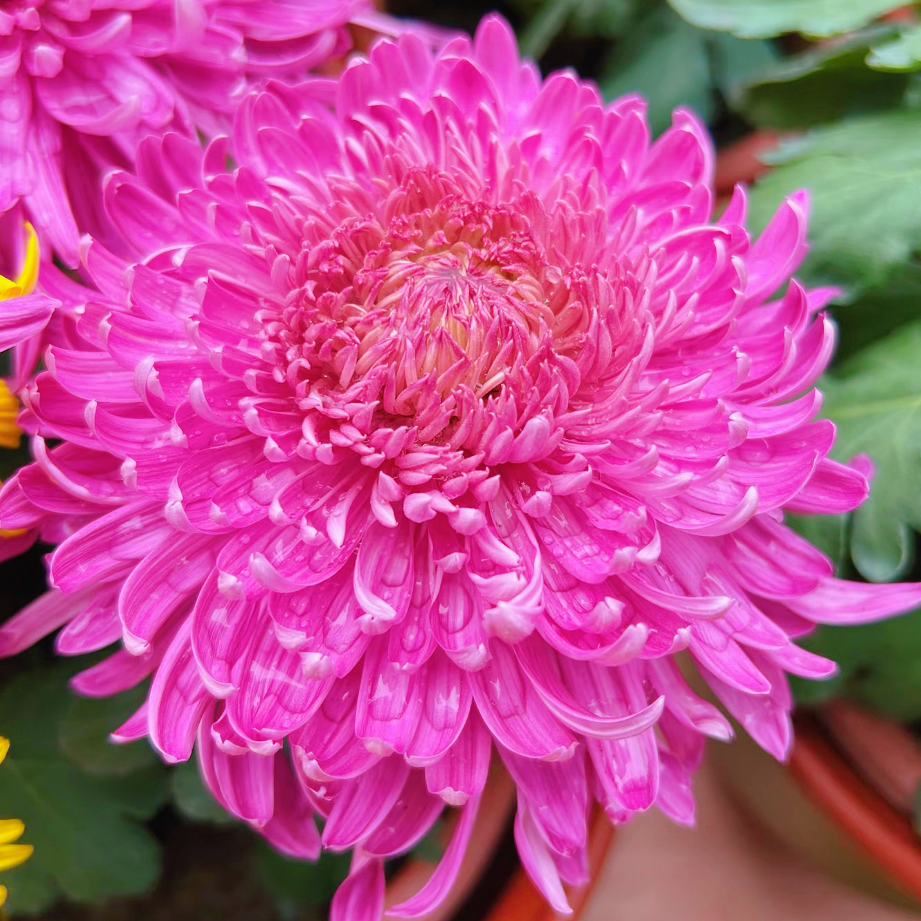 洹水桃花【带花苞】大花型菊花