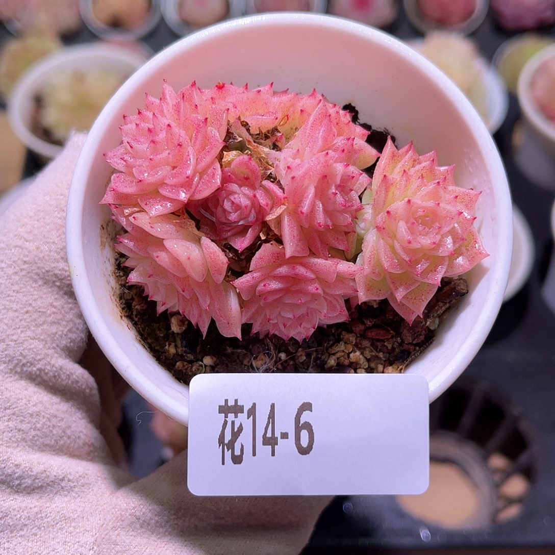 花利美14-6麦秆群