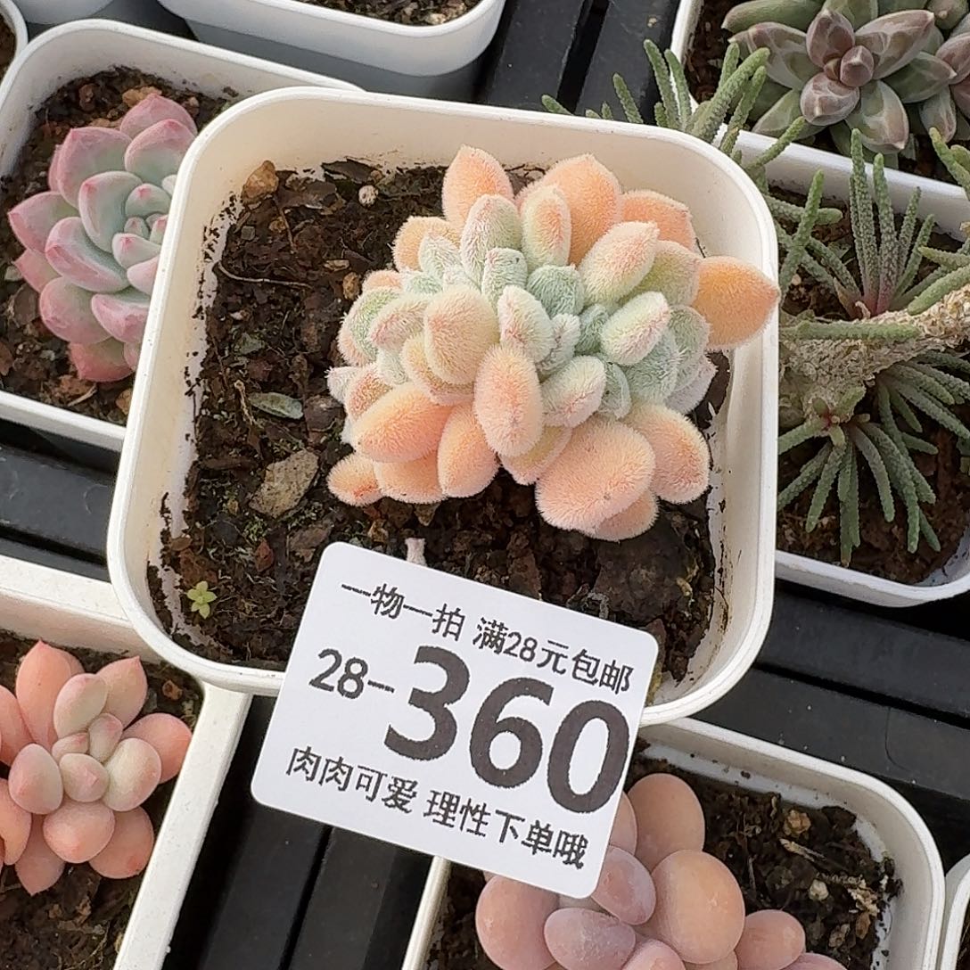 雪晃星缀化无盆土发货无盆