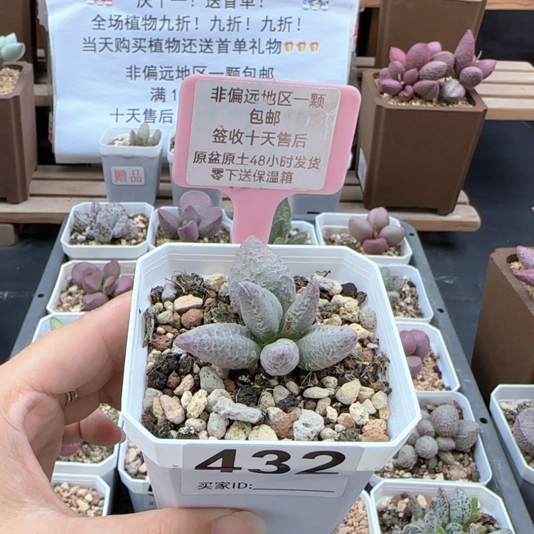 432融化纹冰淇淋多肉植物