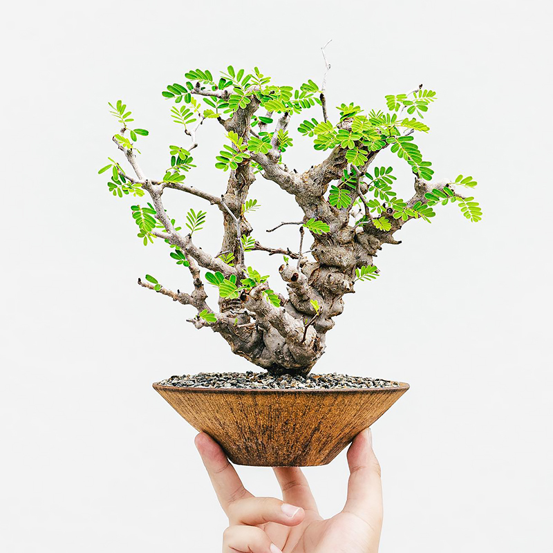 沙漠苏木块根精品控养老桩多肉植物一物一拍SENNA meridionalis