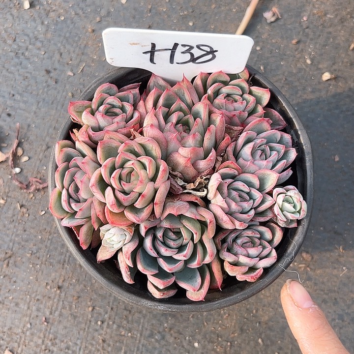 晨语多肉，一物一拍，绿龙