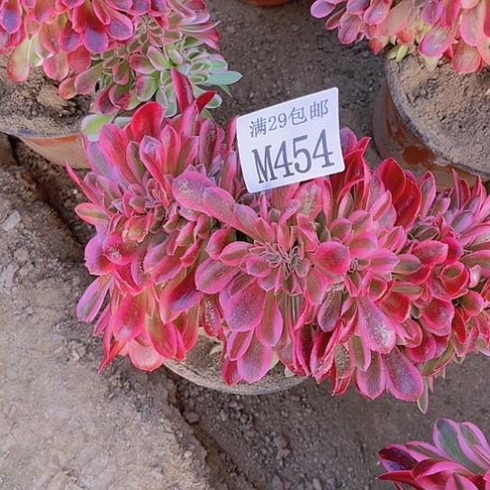 454粉女巫坠多肉植物