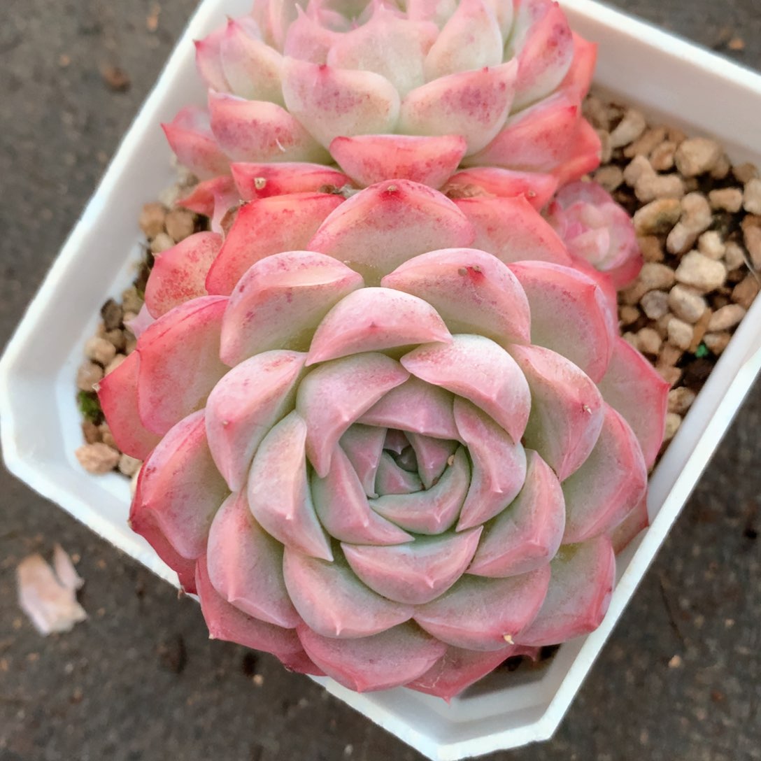 2658杂交多肉植物基地