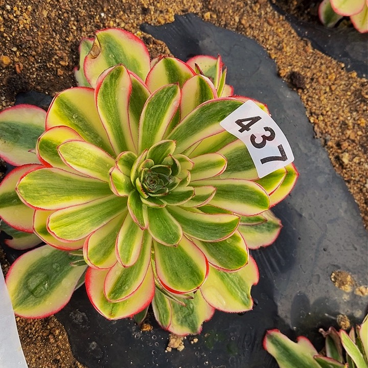 437荔枝多肉植物