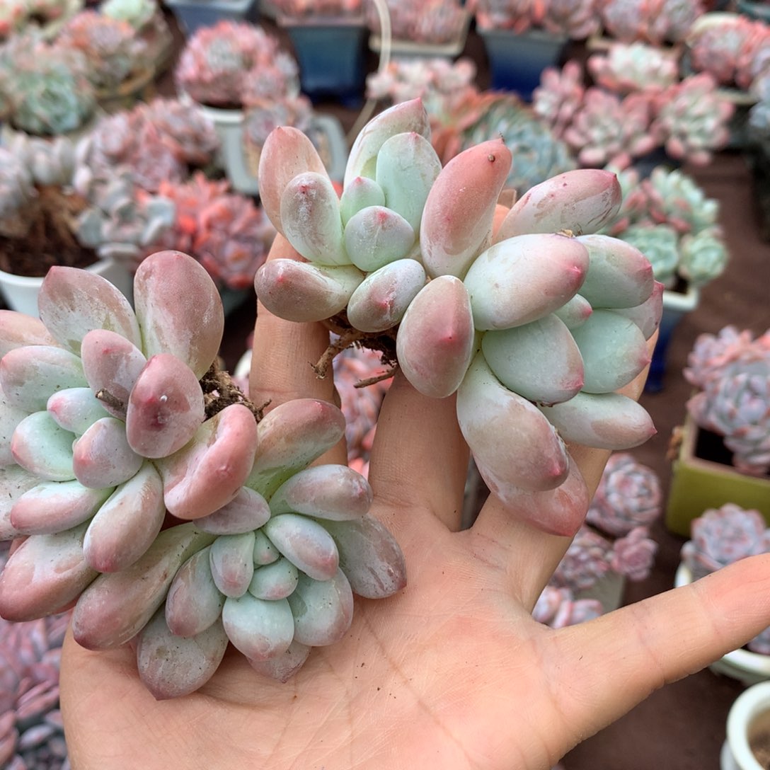 筱***宸哈哈哈哈哈哈哈哈哈哈哈
