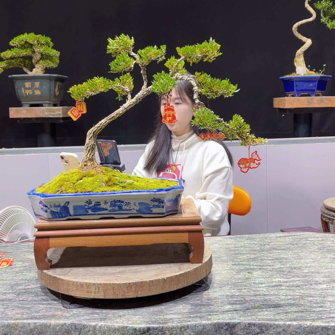 四季常青老桩黄杨盆景