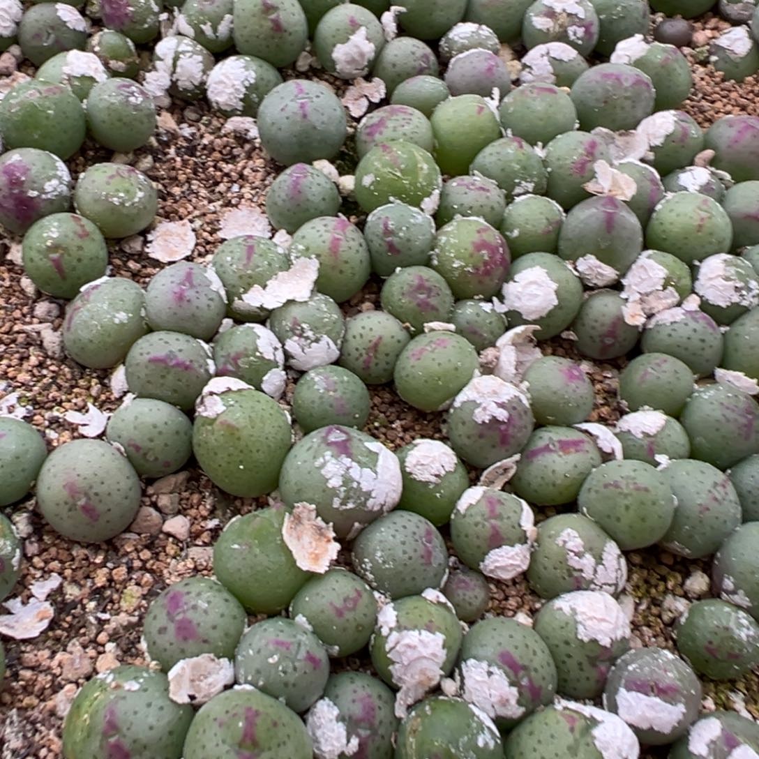 量拍皮卡丘一颗。多肉