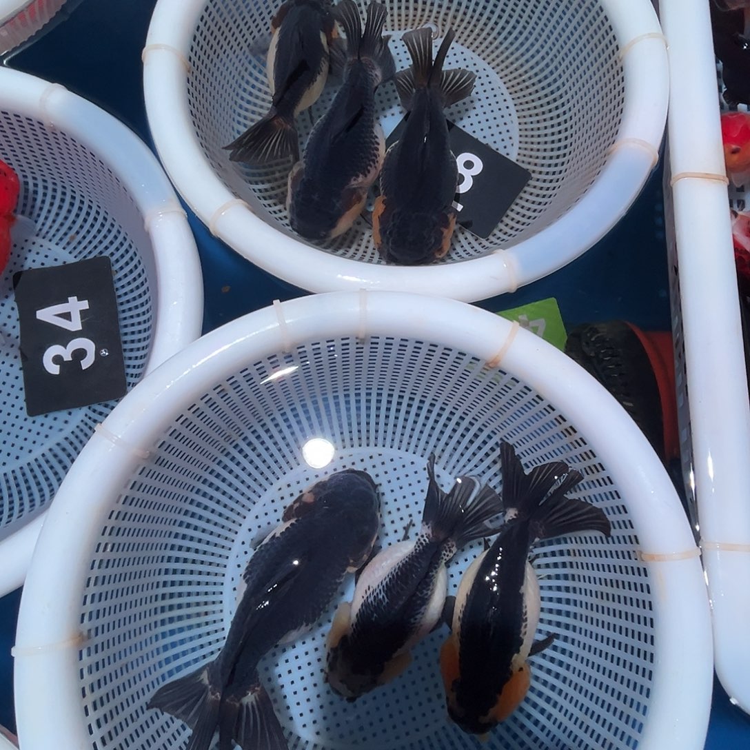 海水鱼148558555666