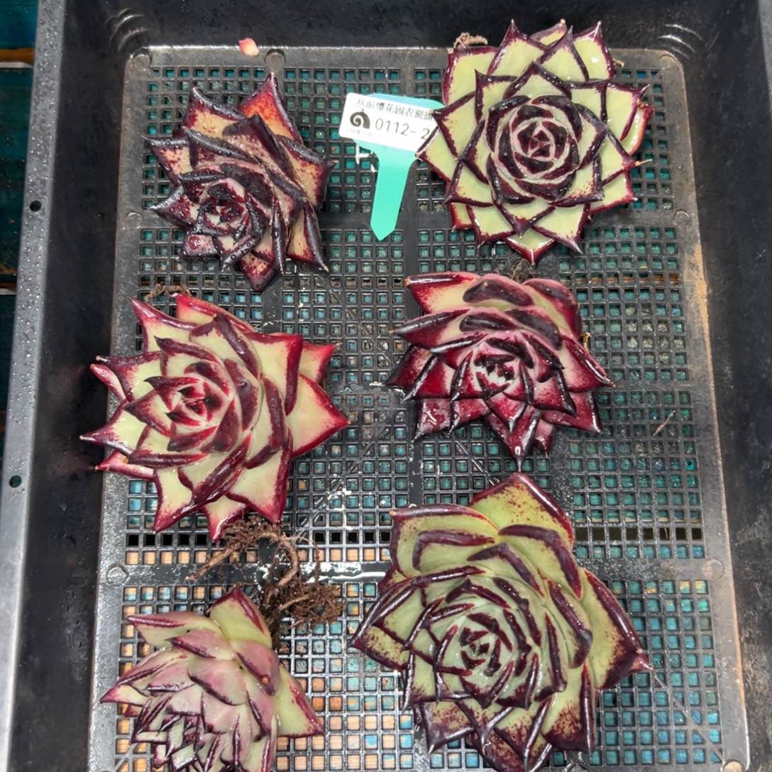 多肉一物一拍0112.204