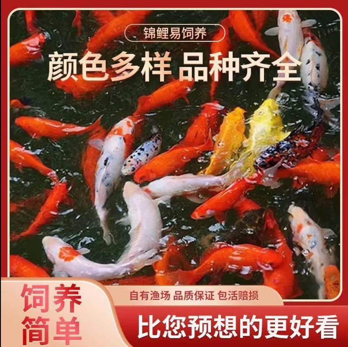 （红牌）锦鲤鱼活体冷水淡水鱼观赏鱼好养耐活渔场直发5-35cm