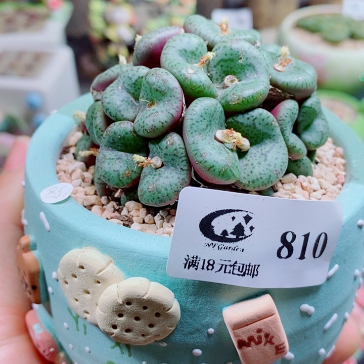 生石花花花花花花花810