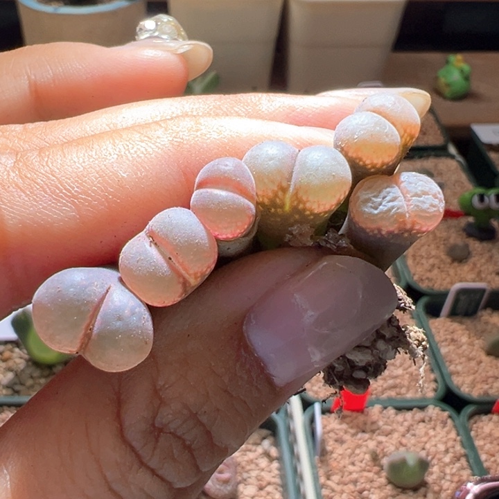 小***糖939。 优选美风铃。开播福利。手上随机一颗