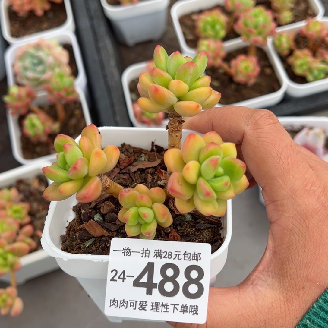 香格里拉多肉多肉多肉多肉