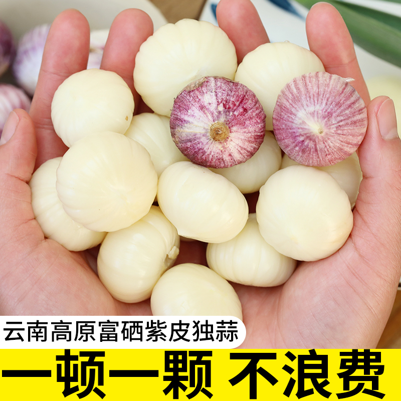 纯干蒜）土哆哆云南大理食用新鲜紫皮独蒜今年新货调味1斤/2斤/5斤