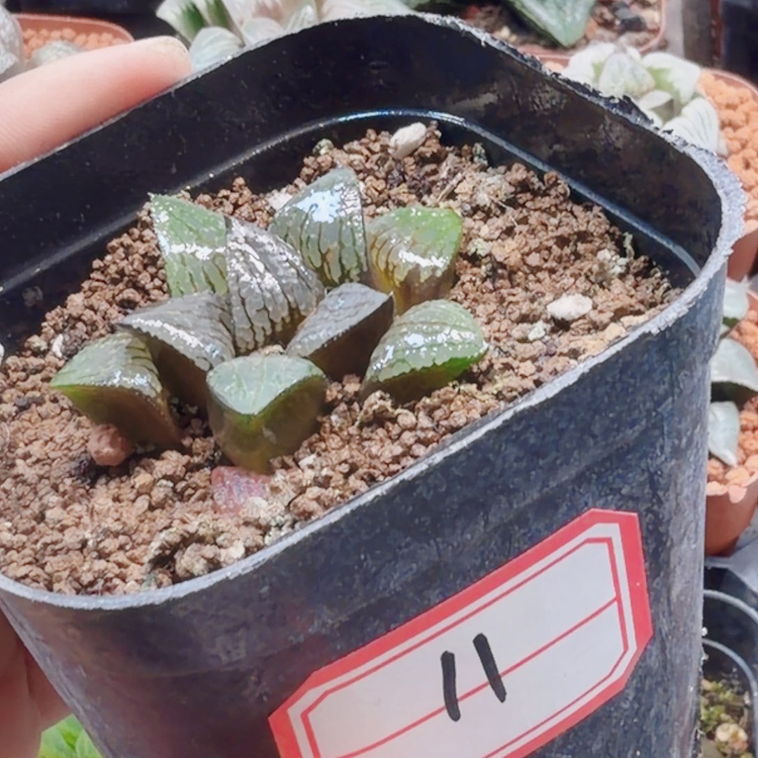 无花朵十二卷实生福利