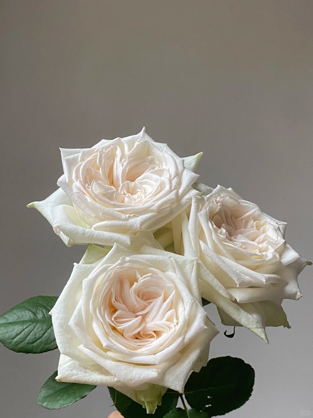 （曼曼）白荔枝15支+5支  2个花苞防损  鲜花任意2单包邮