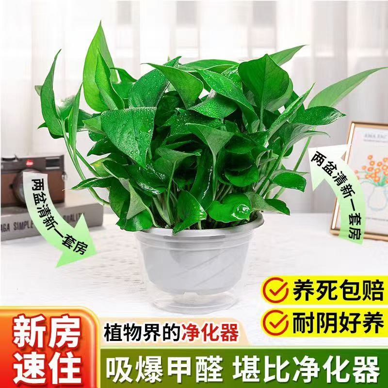 【特价抢】室内绿萝盆栽净化空气吸除甲醛好养易活垂吊绿植