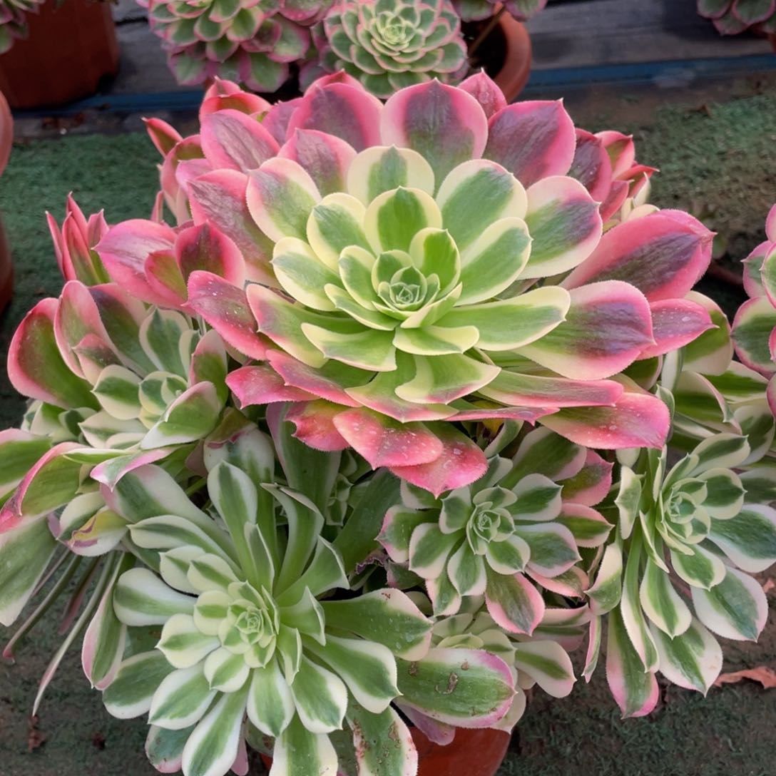 512大白凤精品法师多肉