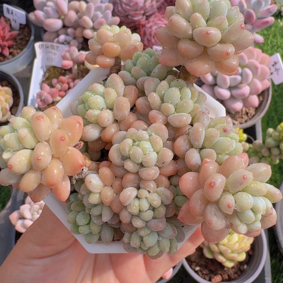 洛可可多肉一物一拍