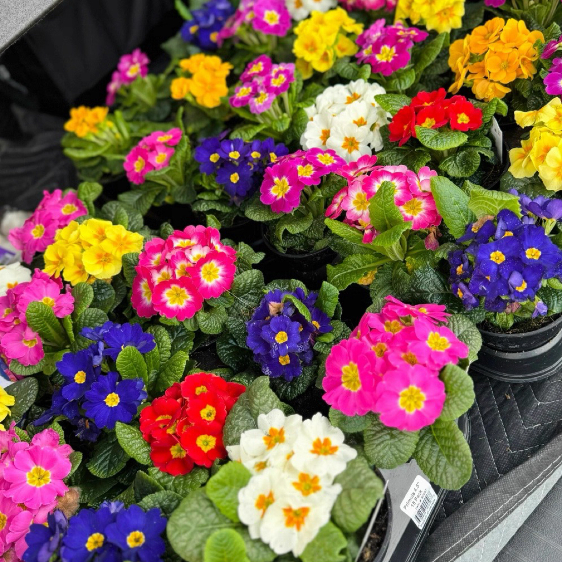 多色报春花小苗多年生耐寒冬季开花阳台庭院盆栽