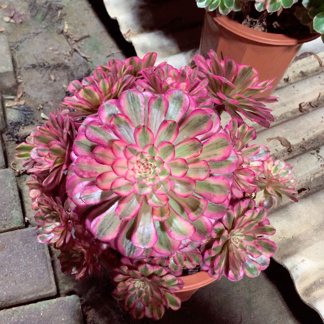 白月光，多肉植物的