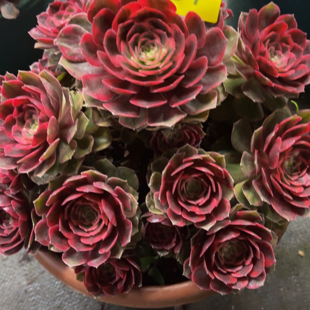 哈哈多肉葡萄福利557