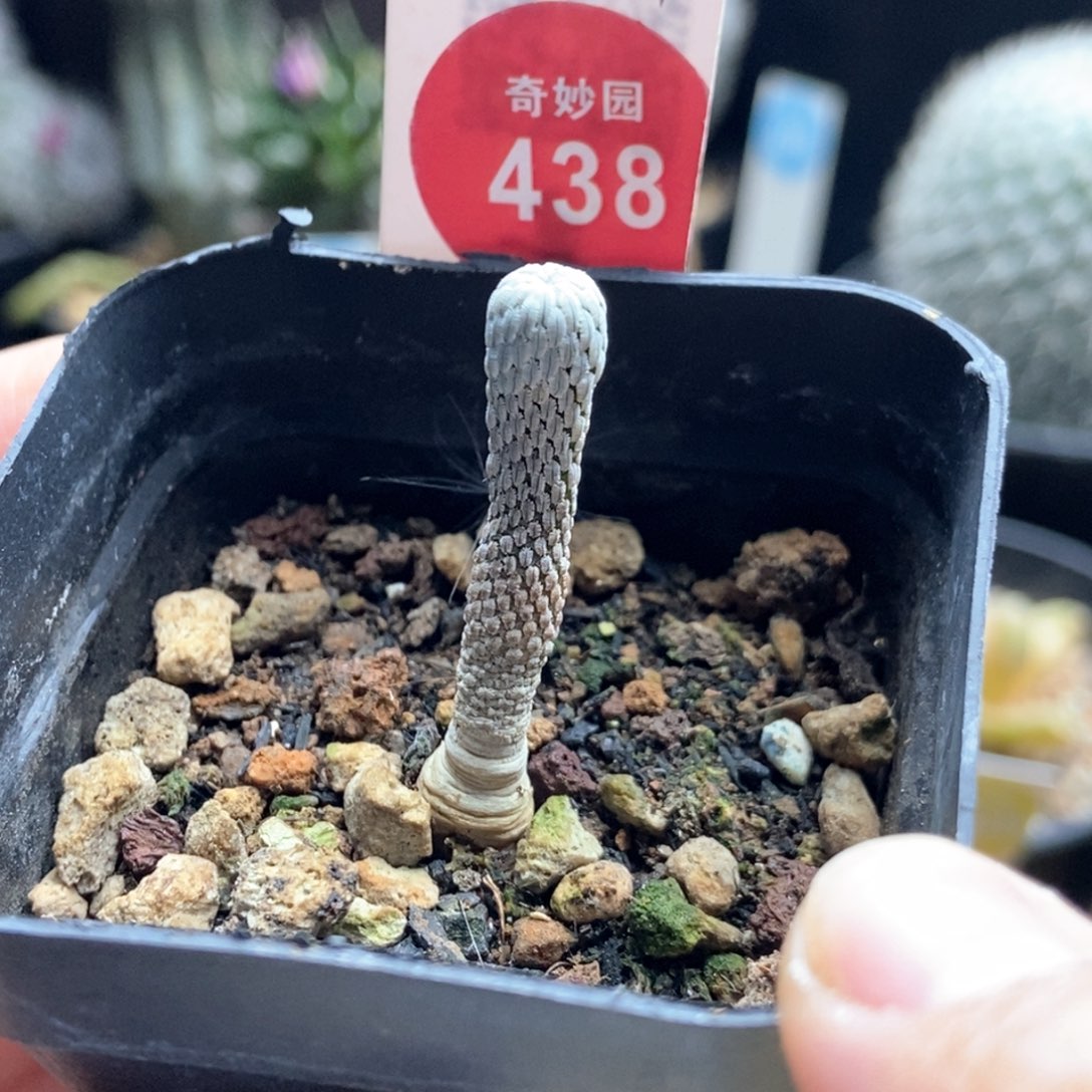 实生四年半精巧丸一棵仙人球