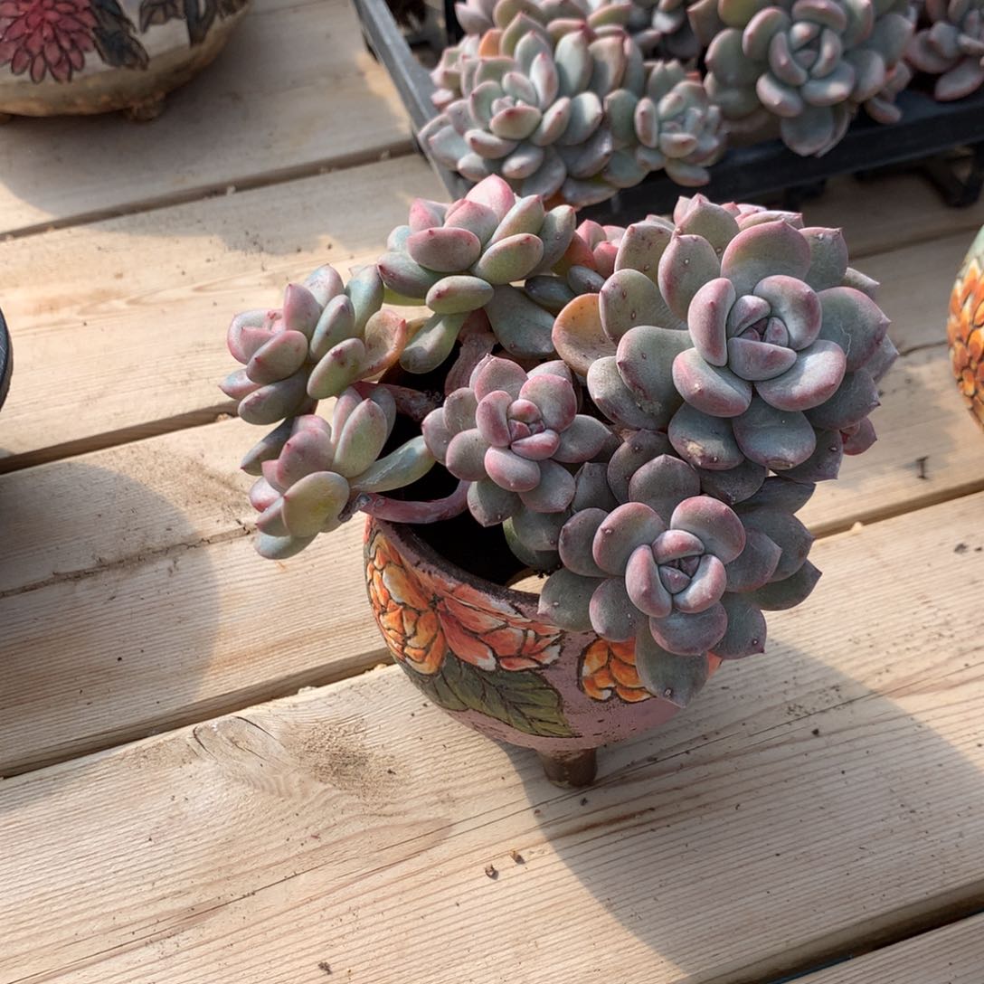 茸*茸茸突尼斯两个发货多肉33