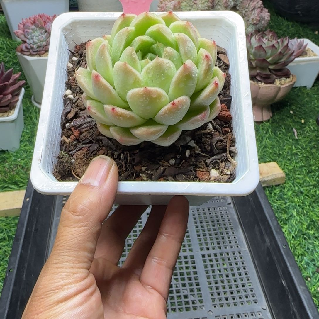 锦安多肉精品植物280