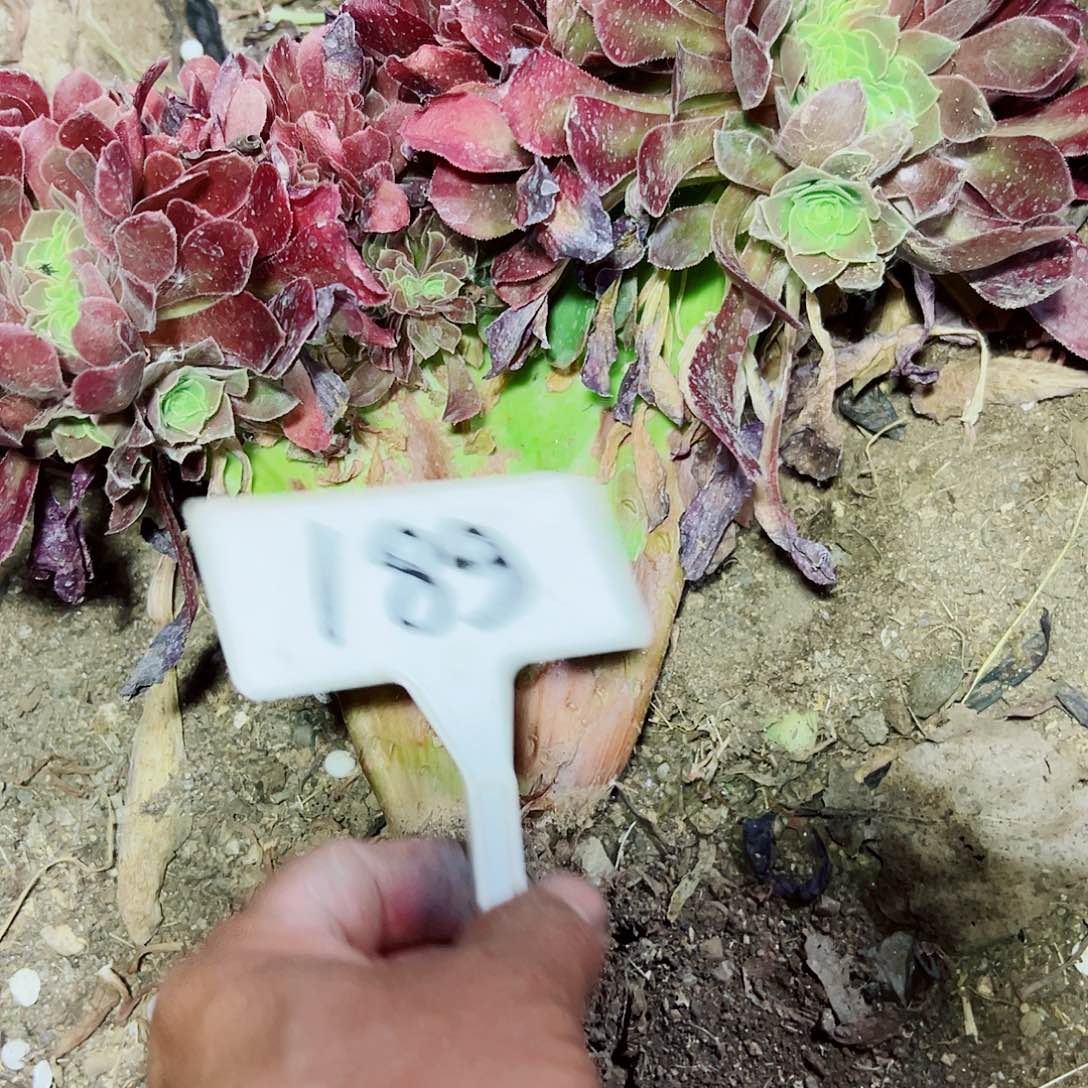 多肉植物玫瑰缀花