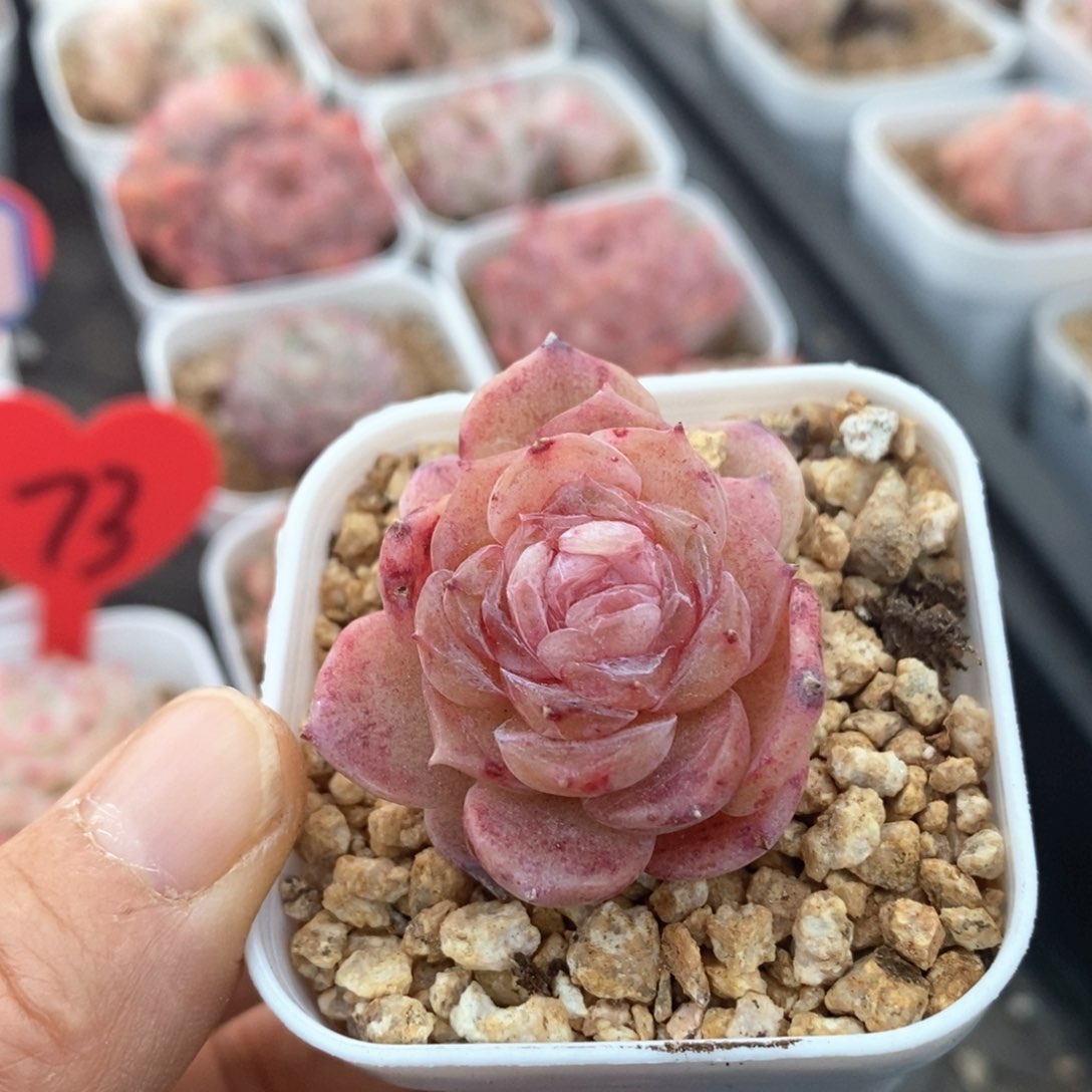 精品多肉一物一拍不包整335